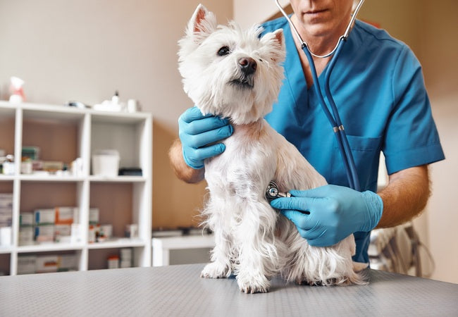 Canine Splenic Torsion Diagnosis Vet Guide: in 2025 Treatment & Recovery 🐶💫