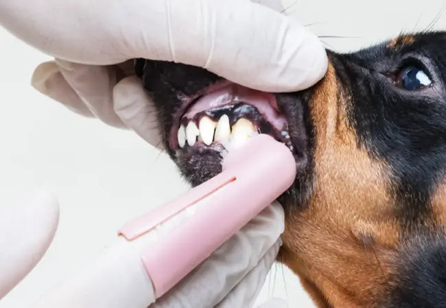 2025 Vet Guide: Canine Tonsillar Squamous Cell Carcinoma 🐶👨‍⚕️ Essential Care & Hope