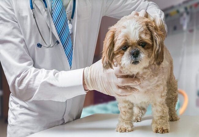 Canine Toxoplasmosis 2025 Vet Guide: Understanding, Treating & Preventing Infection🐾🧫