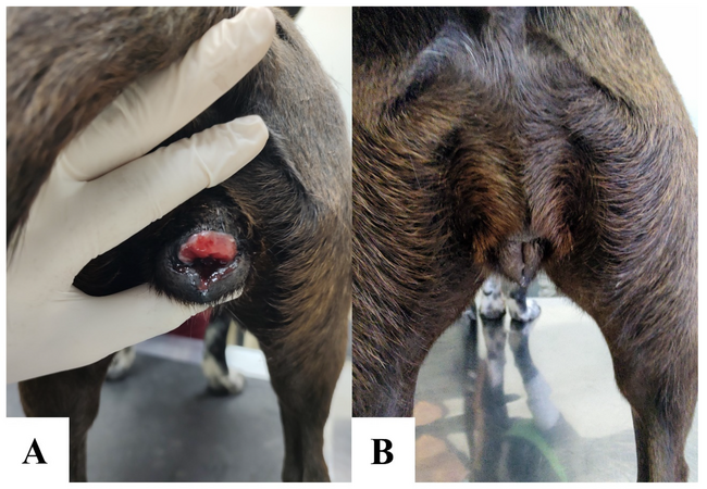 Canine Transmissible Venereal Tumor (TVT) 2025 Vet Guide: Diagnosis, Treatment & Prevention 🐶🎀