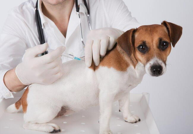 Canine Vaccine‑Associated Sarcoma 2025 Vet Guide: Causes, Diagnosis & Advanced Care 🐾💉