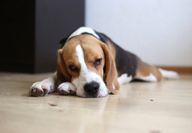 Carbon Monoxide Poisoning in Dogs: A Vet’s 2025 Guide 🐶🚨