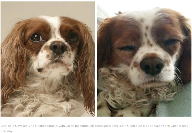 Caring for Dogs with Syringomyelia & Chiari Malformation: A Vet’s Guide 2025 🐾