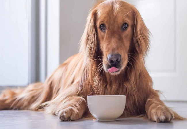 Caring for Giant Dog Breeds: Vet-Approved Health Tips 2025 🐕‍🦺🦴