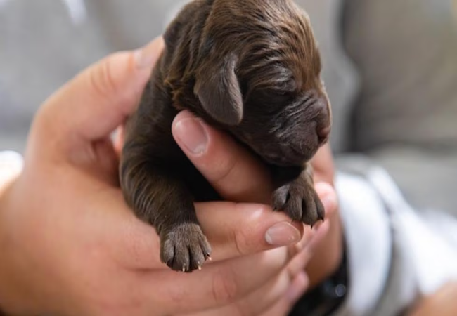 Caring for Newborn Puppies 2025: Vet Guide to Health & Best Practices 🐶🍼