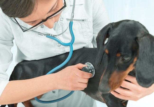 Carnitine Deficiency in Dogs: A 2025 Vet-Approved Guide to Causes, Symptoms & Treatment🐶💔
