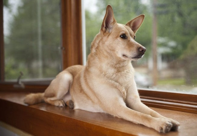 Carolina Dog 2025 Guide: Origins, Care, Training, Health & Ideal Family Fit 🐾