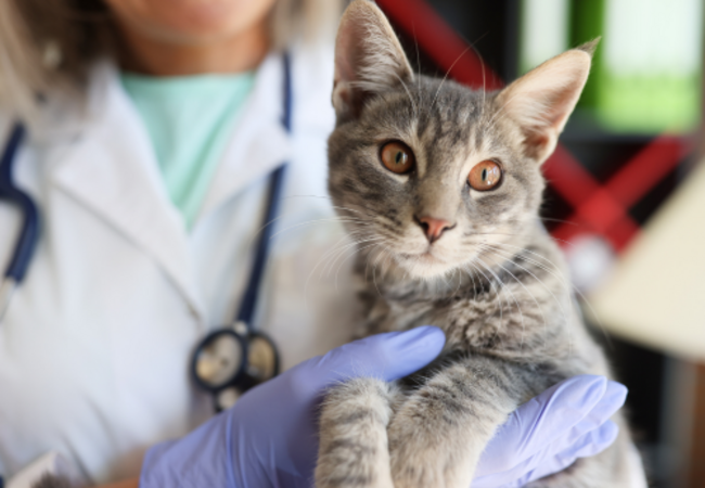 Cat Chemotherapy 2025: Veterinary Guide 🩺🐾