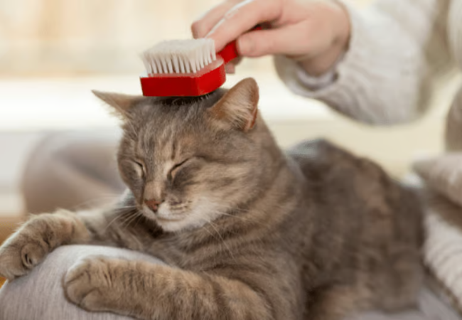 Cat Hairballs