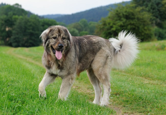 Caucasian Shepherd 2025 Guide: Guardian Care & Training 🐶