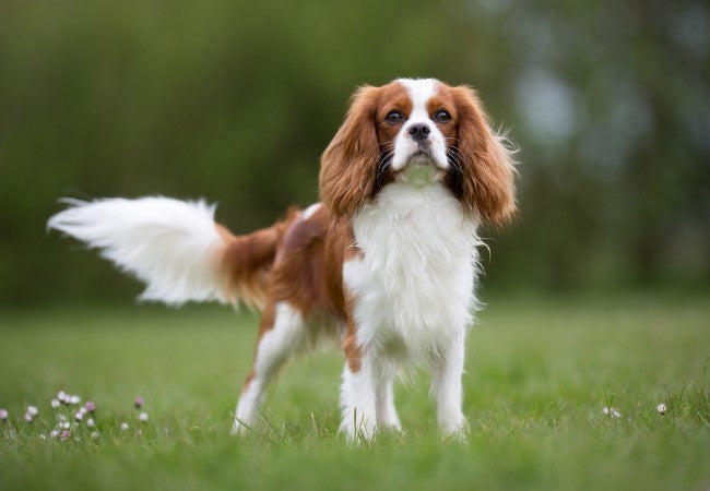 Cavalier King Charles Spaniel 2025 Guide: Care & Training 🐶