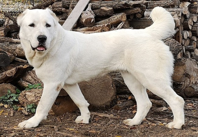 Central Asian Shepherd (Alabai) 2025 Guide: Care & Training 🐕‍🦺