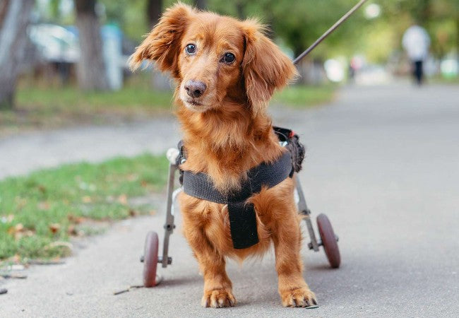 Cerebellar Hypoplasia in Dogs: Vet-Approved Causes, Symptoms & Treatments (2025 Guide)🐶🩺