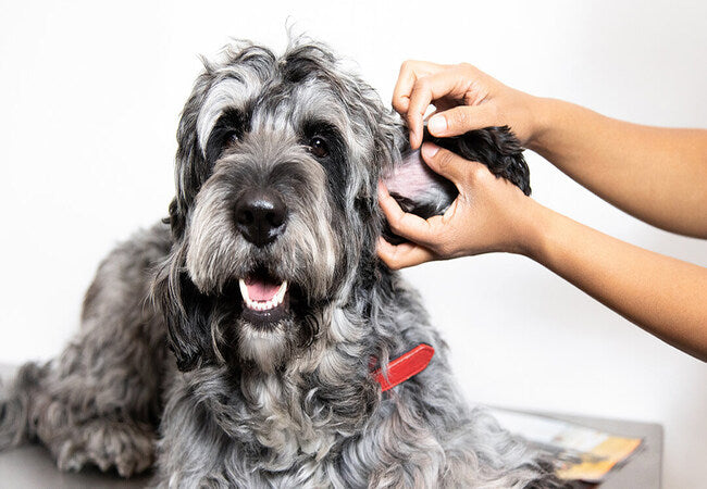 Ceruminous Gland Adenocarcinoma in Dogs (2025): Vet-Approved Symptoms & Treatment 🐕🩺