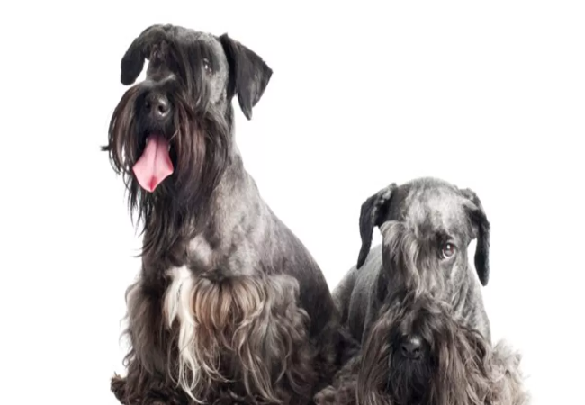 Cesky Terrier 2025 Guide: History, Size, Temperament & Care Insights 🐾
