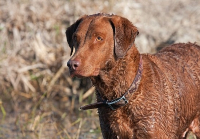 Chesapeake Bay Retriever 2025 Guide: Temperament & Training 🐾