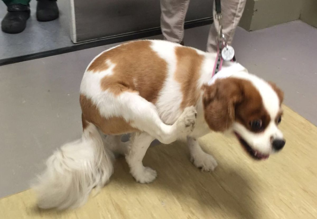 Chiari‑Like Malformation & Syringomyelia in Dogs: Vet’s 2025 Guide to Pain, Diagnosis & Care 🧠🐾