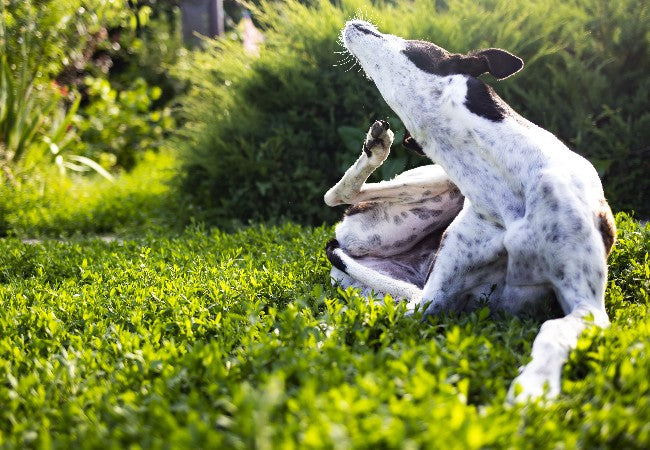 Chiggers on Dogs: Vet‑Approved 2025 Guide to Causes, Symptoms & Treatment🐾🌿
