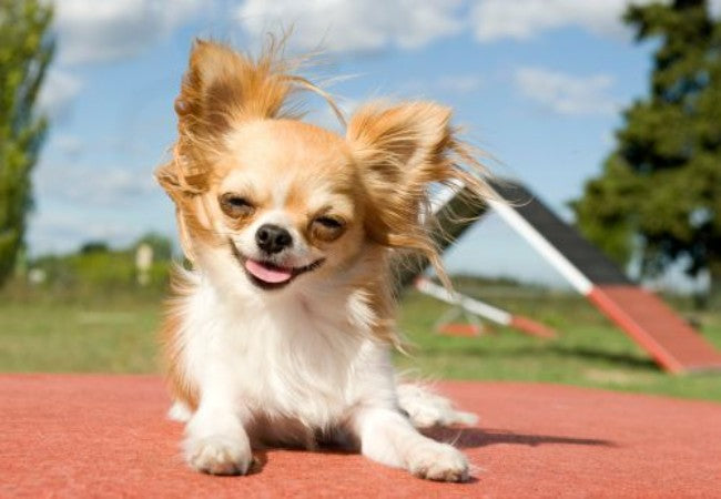 Chihuahua 2025 Guide: Size, Temperament, Health & Care Tips 🐾