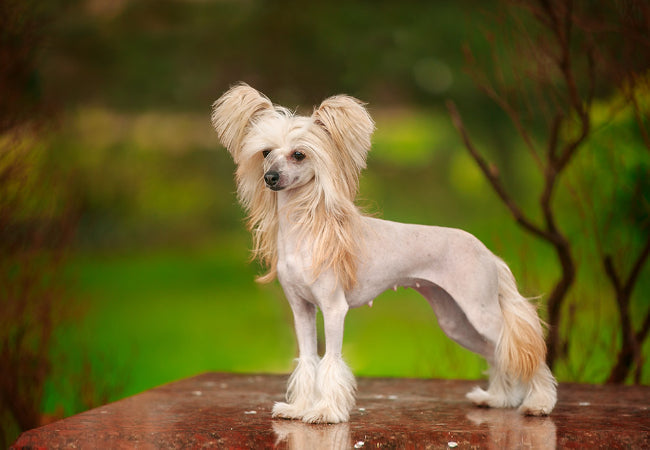 Chinese Crested 2025 Guide: Care, Temperament, Health & Grooming Tips 🐶