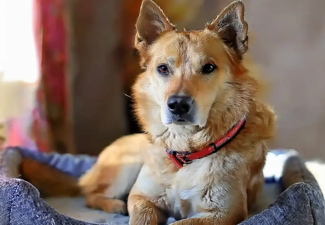 Chinook 2025 Guide: Temperament, Care & Training 🐶