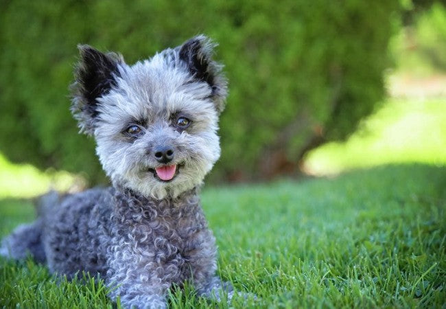 Chipoo 2025 Guide: Health, Temperament & Care 🐶