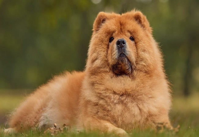 Chow Chow 2025 Guide: Temperament, Grooming & Care 🐶
