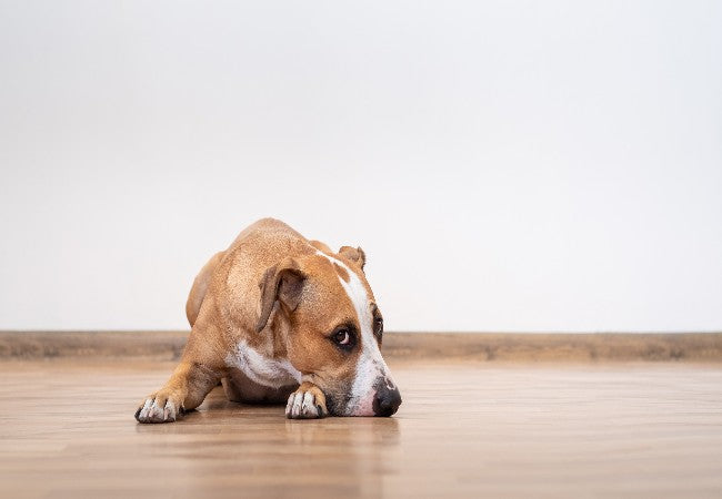Chronic Kidney Disease in Dogs – Vet Approved Symptoms, Manaement & Diet Tips 2025 🌱🐶