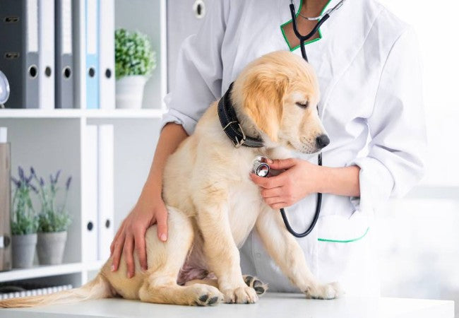 Chronic Pet Illness & Caregiver Stress: 2025 Vet Insights 🐶🐱