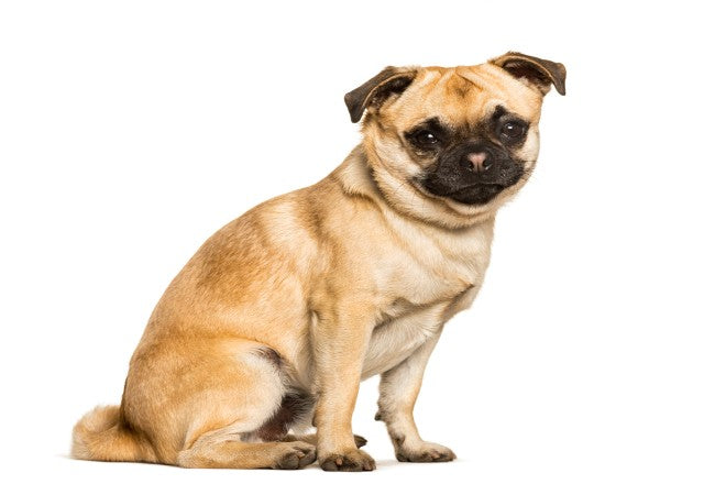 Chug 2025 Guide: Care, Temperament & Training 🐶