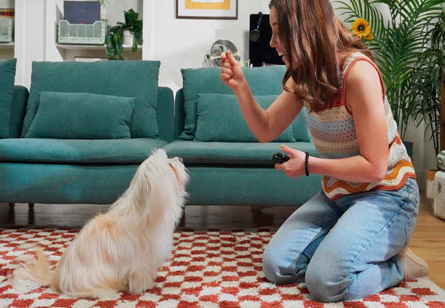 Clicker Training 101: Vet Tips for Fast & Clear Dog Training 🐶✨