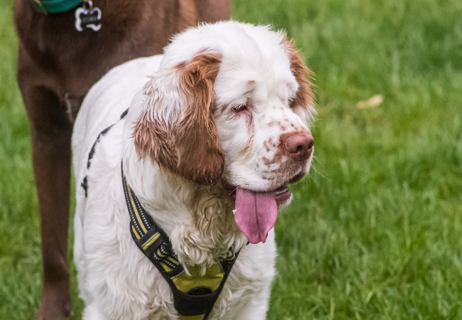 Clumber Spaniel 2025 Guide: Care, Temperament & Training 🐶