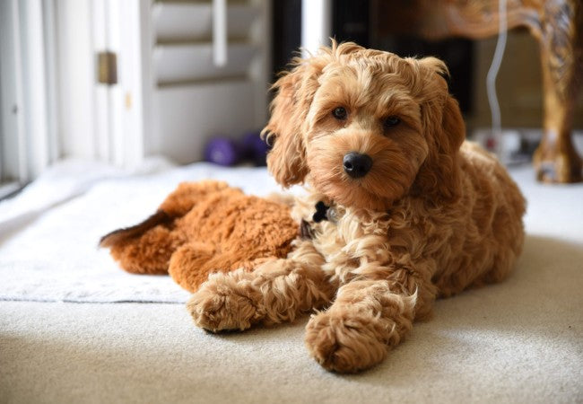 Cockapoo 2025 Guide: Expert Care, Training & Grooming 🐶