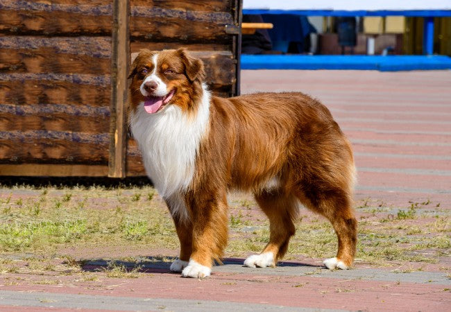 Collie 2025 Guide: Training, Temperament & Care 🐶