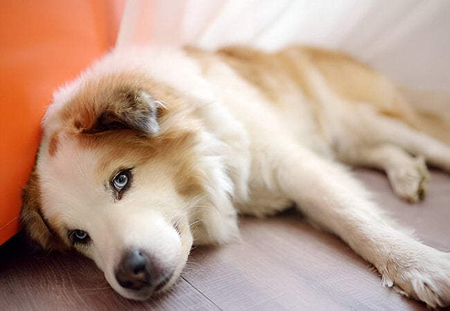 Compulsive Disorders in Dogs: Vet-Approved Guide 2025 🐶🧠
