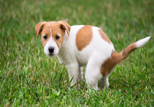 Constipation in Dogs