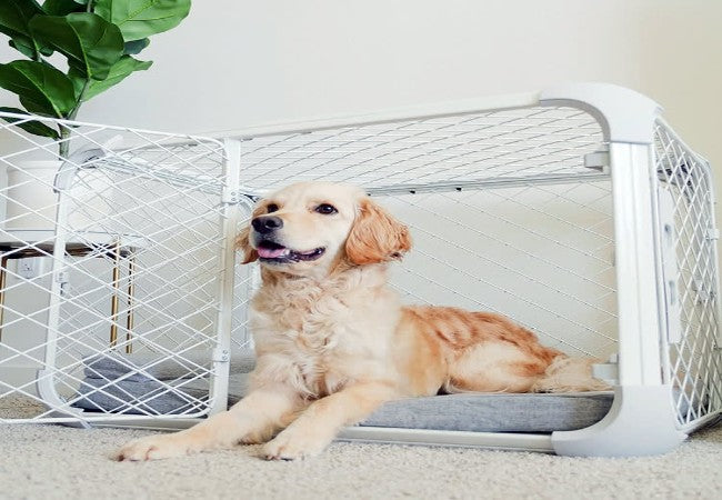 Crate Training Puppies 2025: Vet Approved Safety & Comfort Guide 🐶