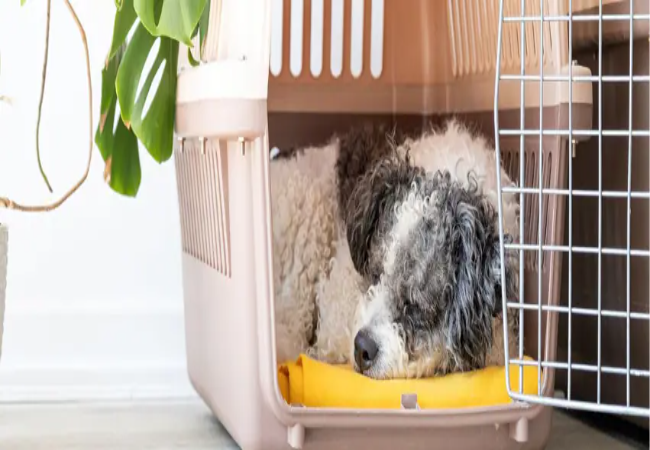 Crate Training a Puppy 2025: Vet Tips for Sleep, Safety & Success 🐶✨