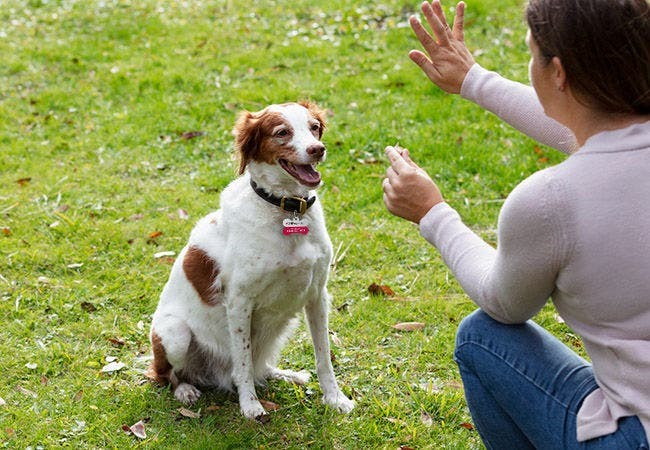 Cue or Not? Vet Guide to Simplifying Dog Training 🐶✨