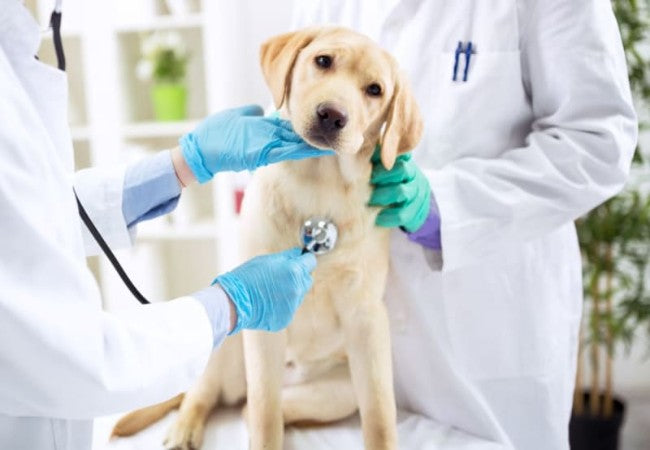 DIC in Dogs 2025: Vet Guide to Recognition, Treatment & Prevention 🐶🩸