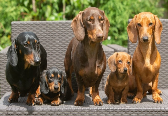 Dachshund 2025 Guide: Expert Temperament & Care 🐶