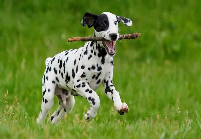 Dalmatian 2025 Guide: Training, Temperament & Care 🐶