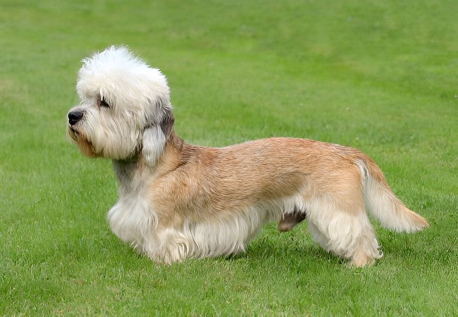 Dandie Dinmont Terrier 2025 Guide: Temperament & Care 🐶
