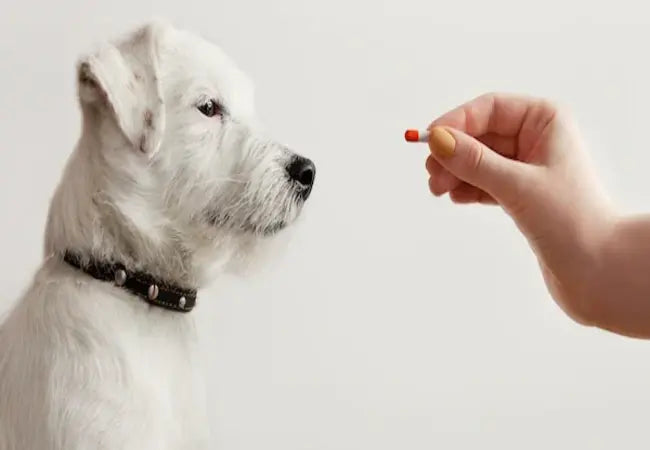 Dangers of Topical Medications for Pets: A Vet’s 2025 Safety Guide 🩺