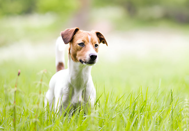Danish-Swedish Farmdog 2025 Guide: Temperament & Care 🐶