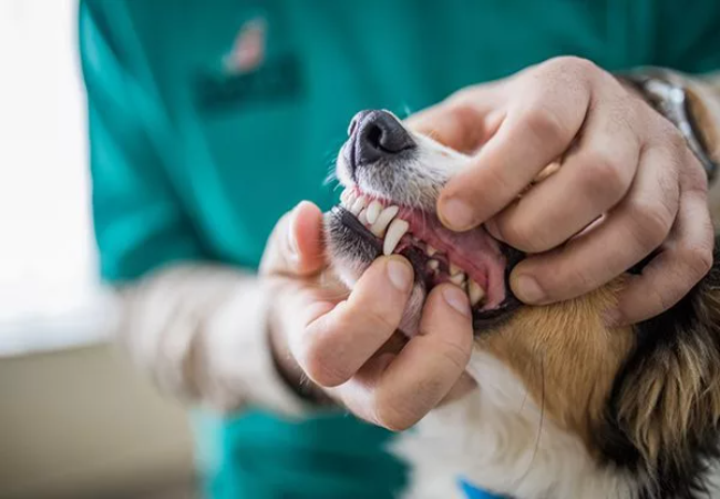 Dental Care for Dogs and Cats: The Vet Recommended Routine