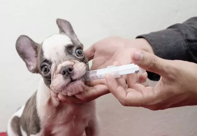 Deworming Dogs & Cats 2025: Vet Approved Parasite Plans 🐶🐱