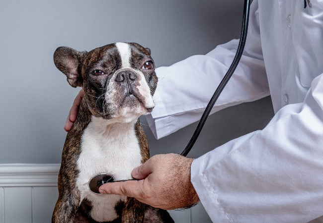 Dilated Cardiomyopathy (DCM) in Dogs 2025 – Vet Backed Symptoms, Causes & Treatment 🐶