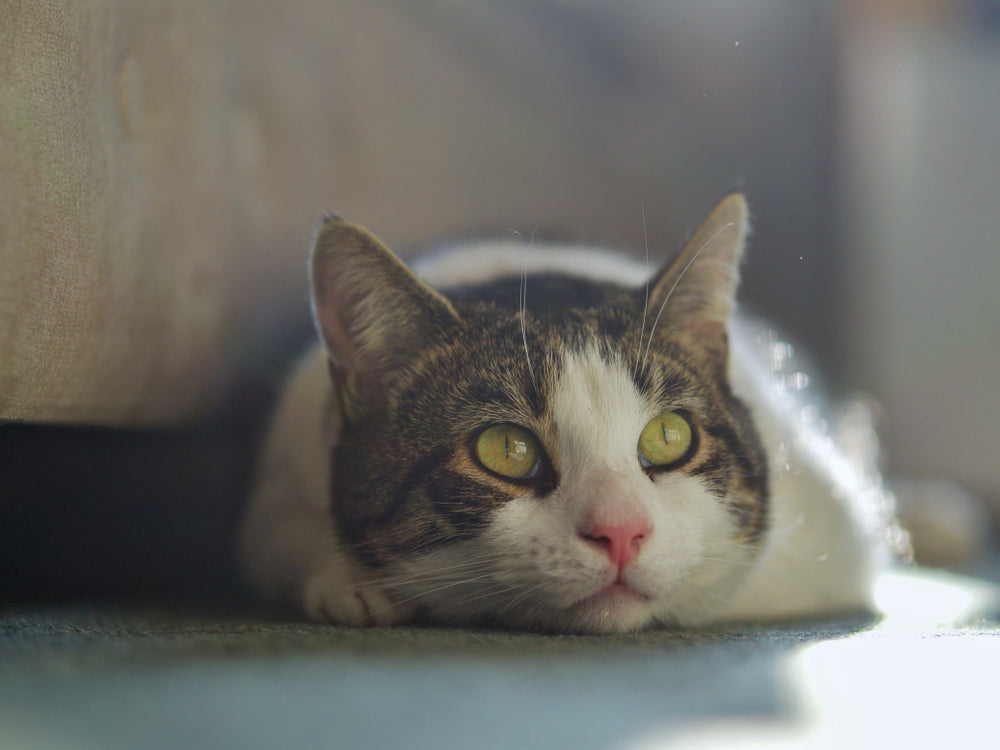 Do Cats Know When They Are Dying? Signs and Comfort Care