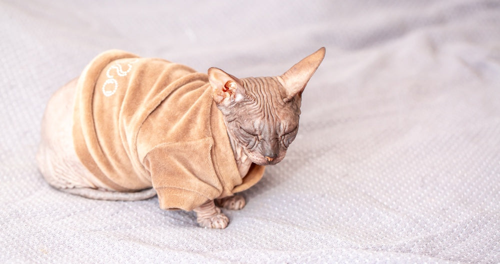Do Cats Need Sweaters? When Warmth Helps and Clothing Does Not